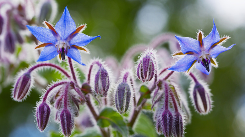 The hairy deep purple flower heads and blue star-shaped flowers of borage.