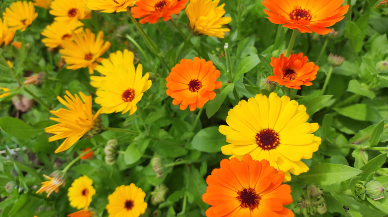 Calendula flowers in orange and yellow growing on a bright green plant.