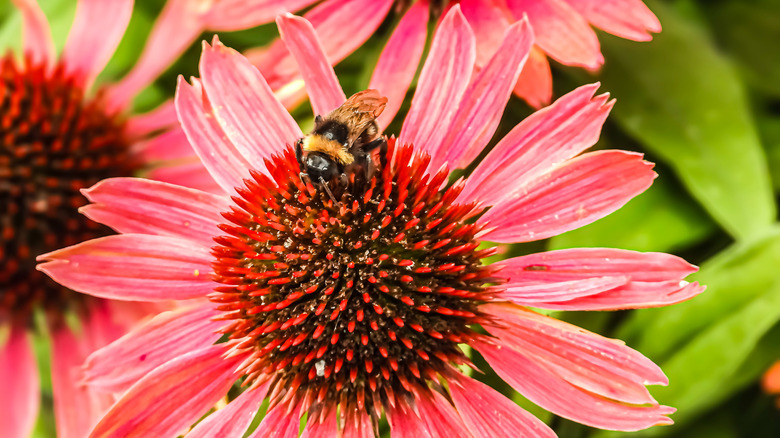 A reddish-pink coneflower with a bee harvesting pollen from the center.