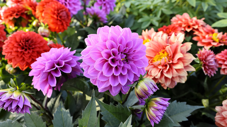 A collection of dahlia flowers in shades of peach, red, and purple grow in the sun.