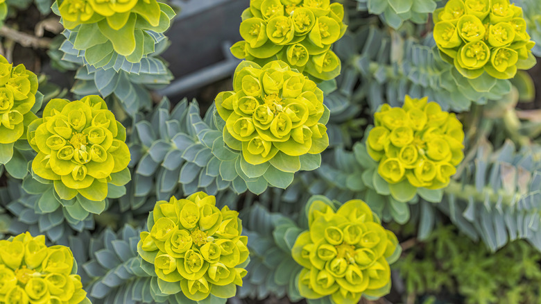 A birds-eye view of a yellow-flowering euphorbia.