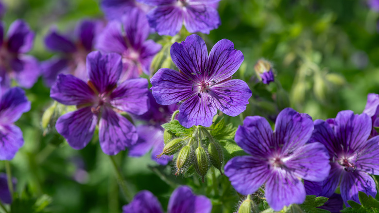A bunch of purple geranium flowers with green foliage in the background.