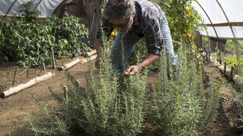 A gardener bends over to harvest stems from a thriving rosemary shrub growing in a polytunnel.