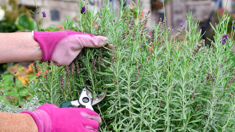 A person wearing pink gloves prunes lavender stems.