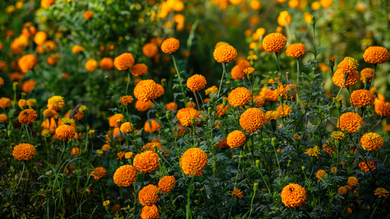 A field of bright orange marigolds in soft sunlight.