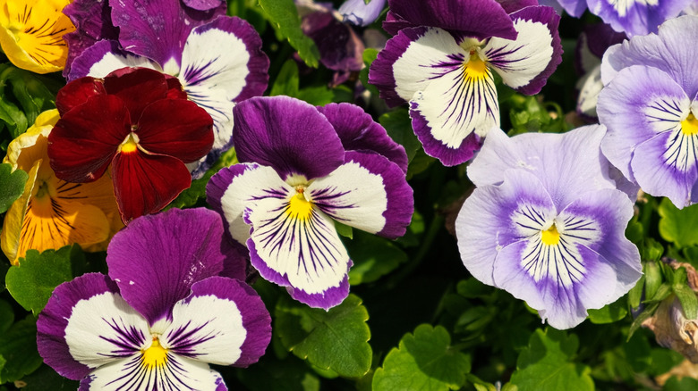 Pansy flowers in dark purple, light purple, red, white, and yellow.