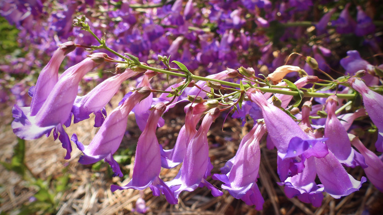 Bright purple penstemon flowers hanging from the plant in the bright sun.