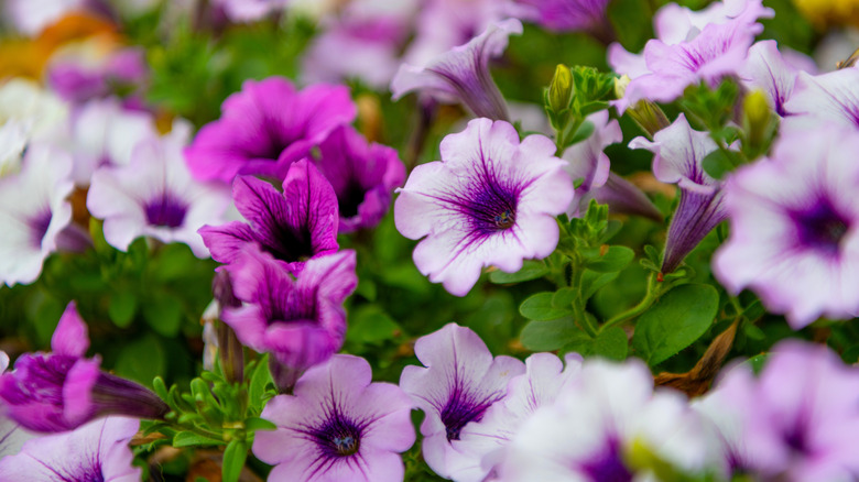 Petunia blooms in various shades of purple.