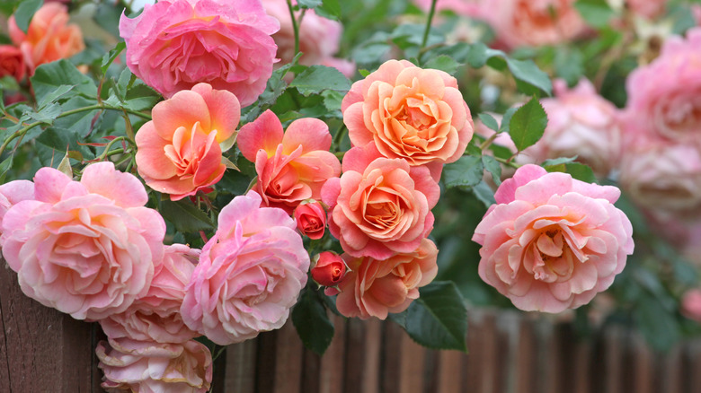 A rose bush flowers with peachy-pink roses.