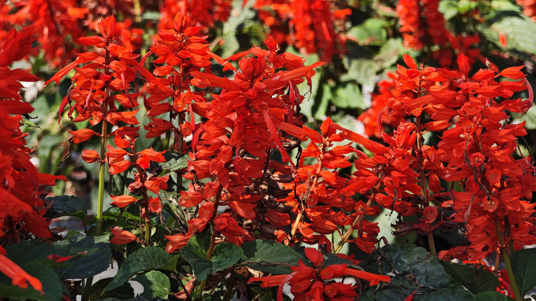Several salvia plants in full bloom with stems of bright red flowers.
