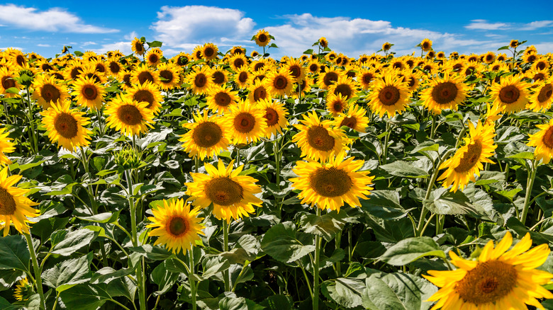 A field of blooming sunflowers in full sun with blue skies and a few clouds in the background.