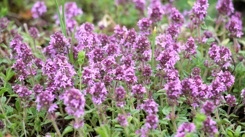 The small but bright flowers of thyme stand upright over the plant's stems and leaves.