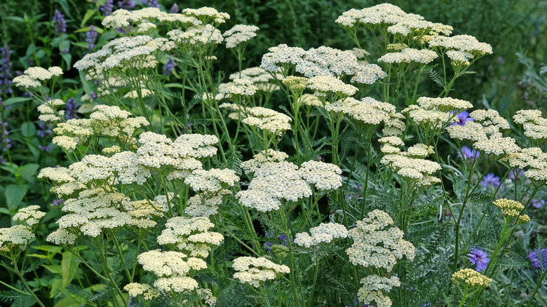 A tall white yarrow shrub surrounded by other weed-like plants.