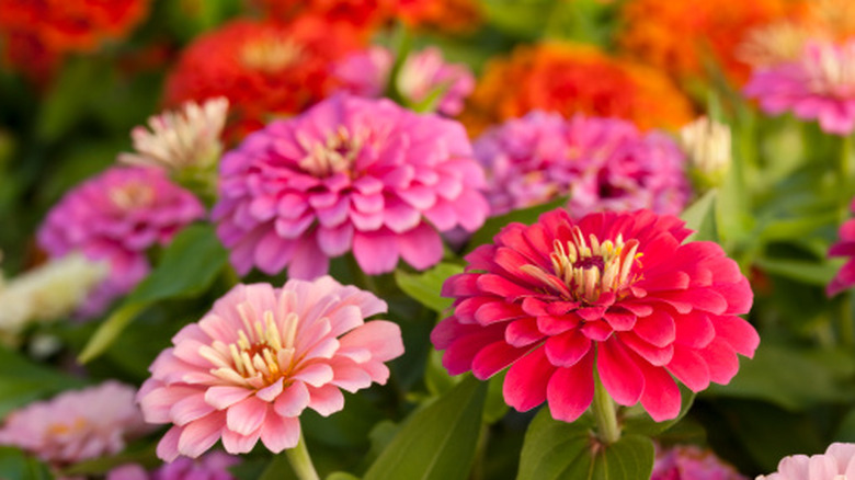 Several zinnia flowers in shades of pink and red.