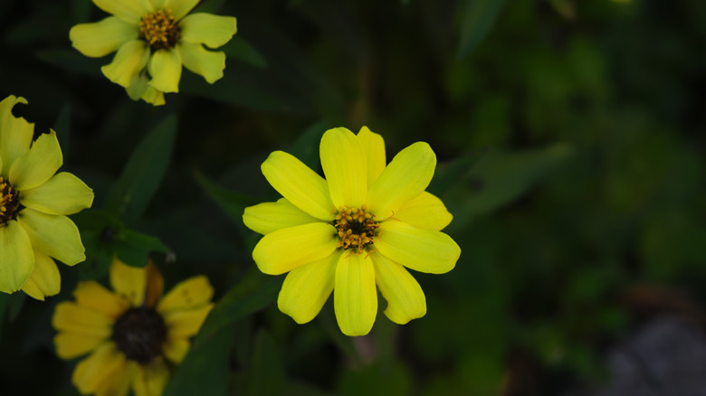 Close-up of chocolate flowers