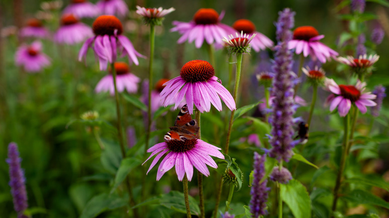 Pink coneflower echinacea purpurea blooming by purple agastache in summer garden.