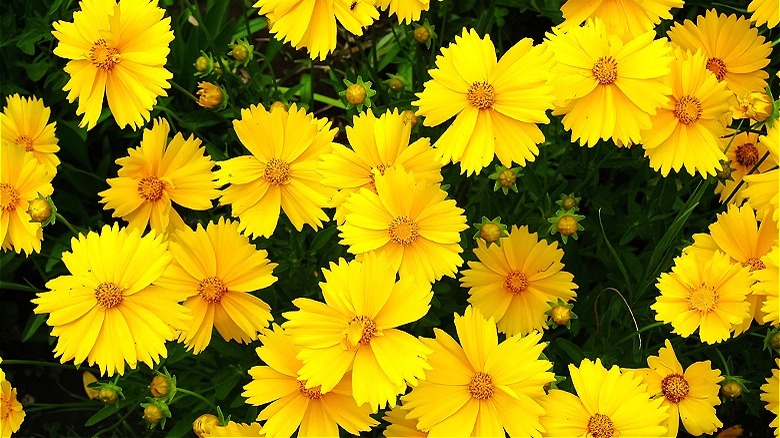 fiori gialli di coreopsis