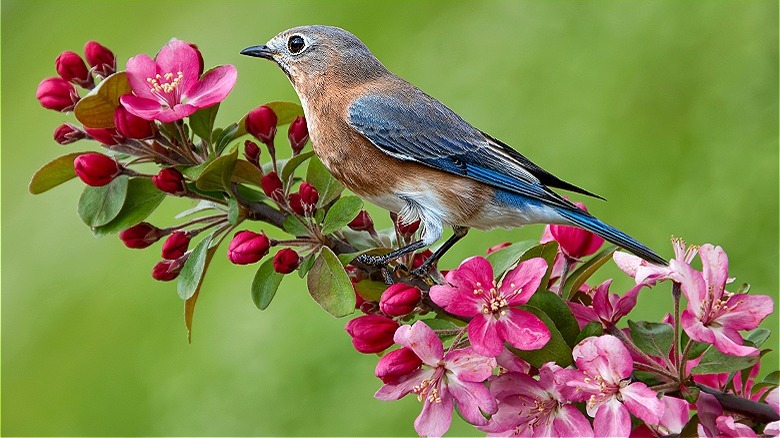 bluebird su un ramo di melo