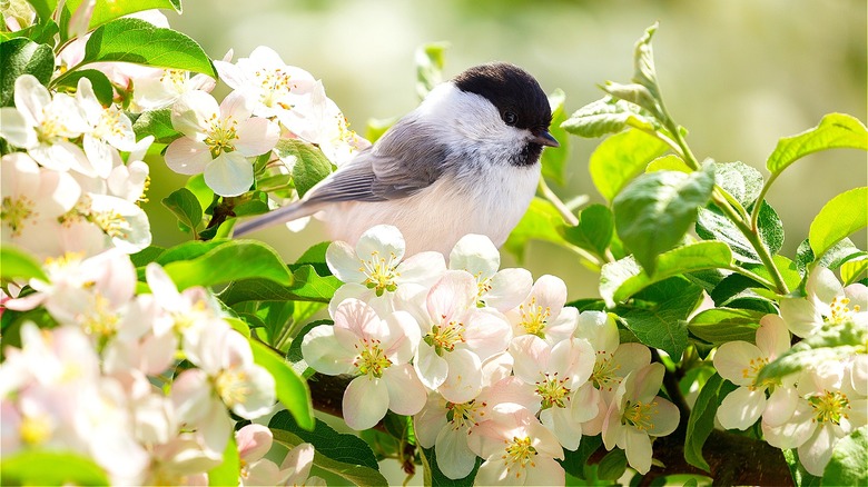 chickadee in a flowering tree