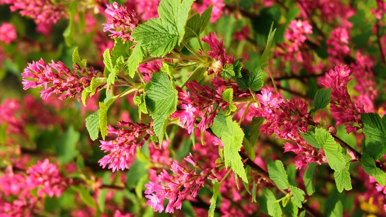 Red-flowering current flowers and foliage in garden