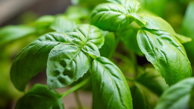 Closeup of a basil and its leaves