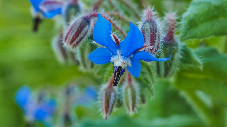 Flowering borage with star-shaped petals