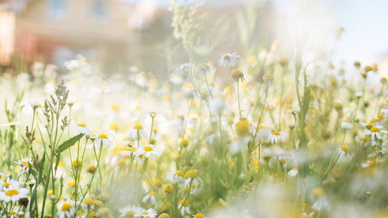 Chamomile growing wild with yellow flowers