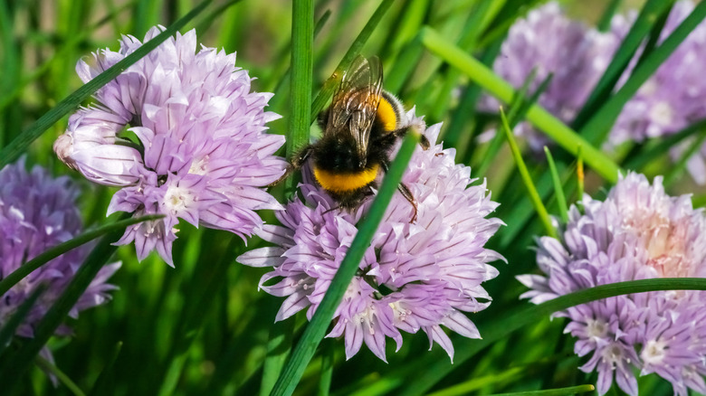 Bee sits among the flowering chives