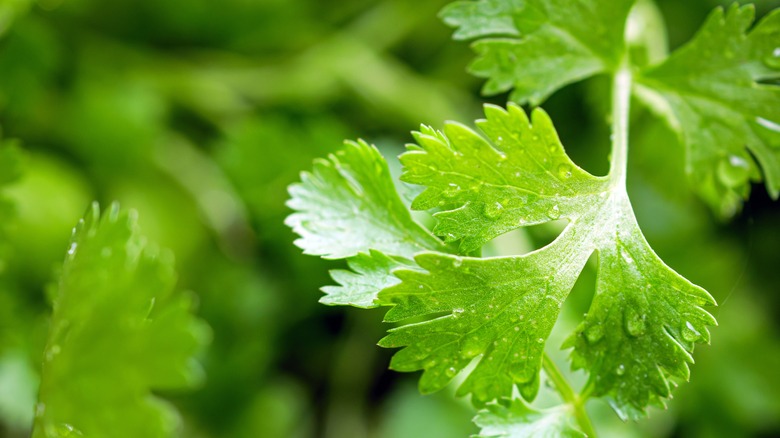 Closeup of the wet leaves of cilantro