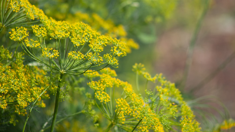 Flowering dill plant