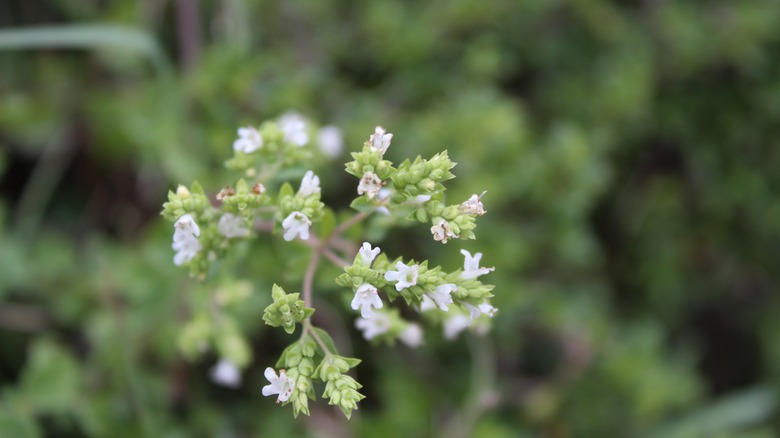 Marjoram growing and flowering