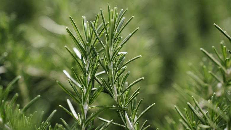Wild rosemary sprigs