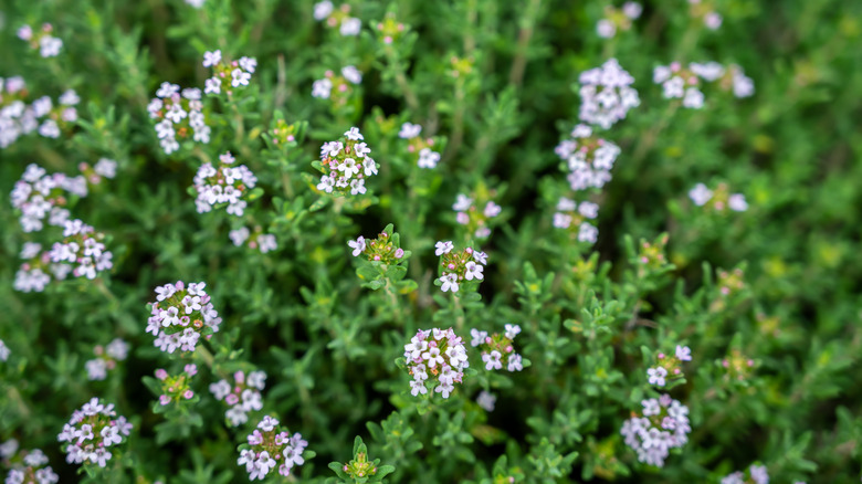 Flowering summer savory in a garden or yard