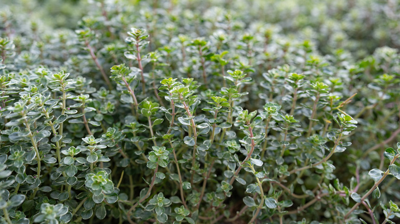 Thyme growing wild