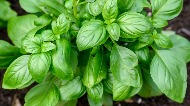 closeup of basil leaves