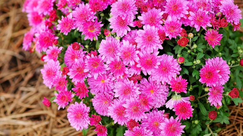 batch of pink chrysanthemums