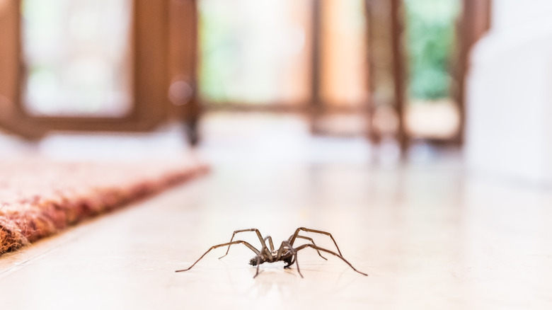 spider on floor of home