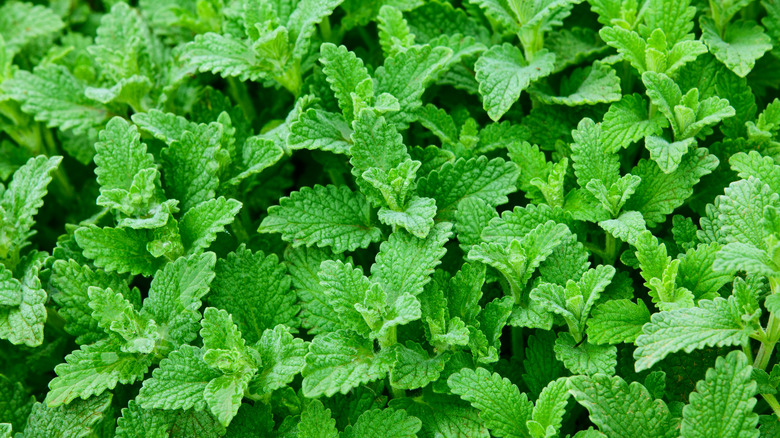 peppermint plant