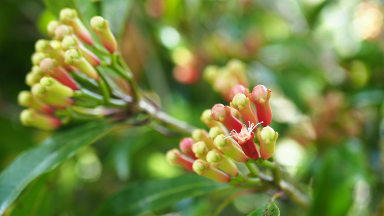 close-up of clove tree flowers
