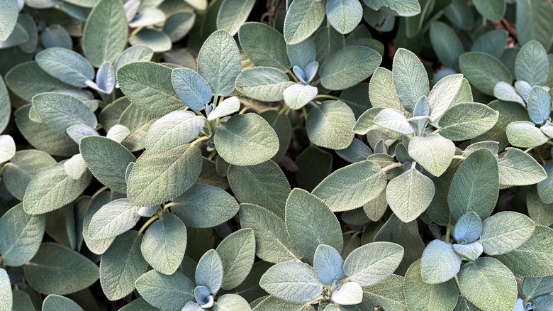 grayish green sage leaves