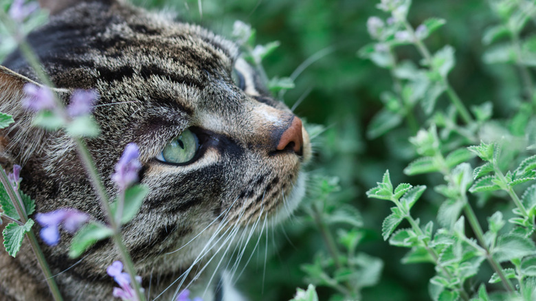 cat sniffing catnip plant