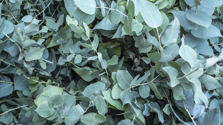 bluish gray eucalyptus leaves