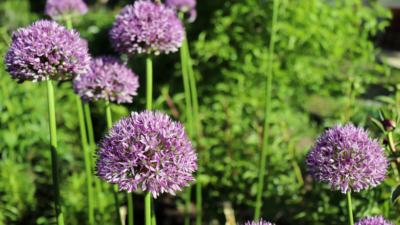 purple oriental onion flowerheads