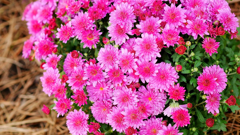 batch of pink chrysanthemums