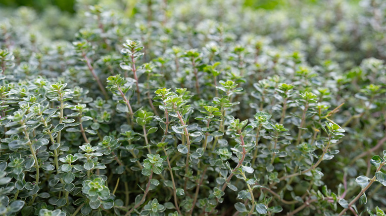 close-up of a thyme plant