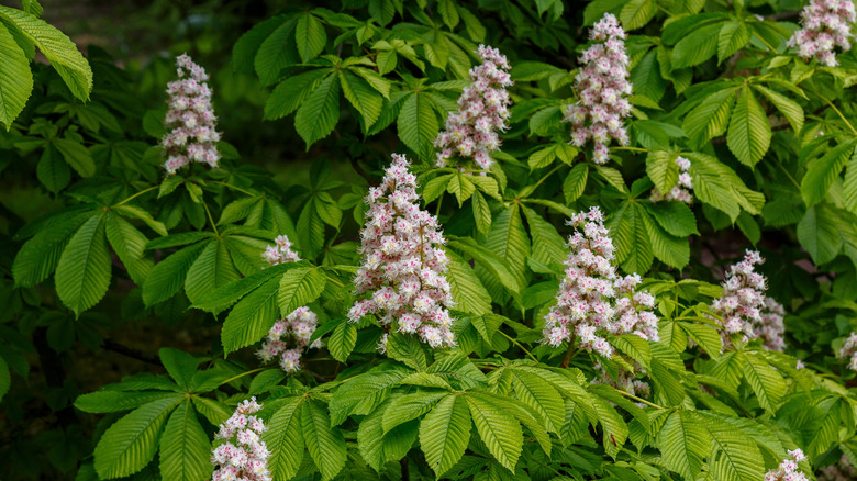 horse chestnut tree flowers and foliage