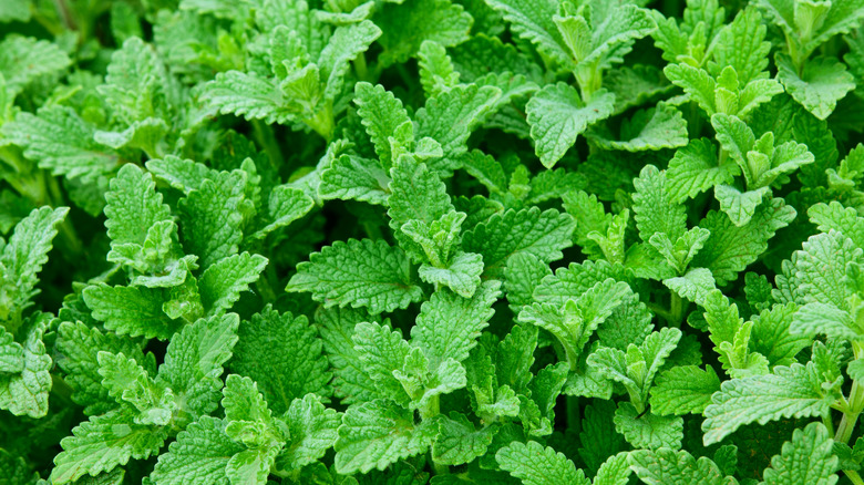 close up of peppermint plant