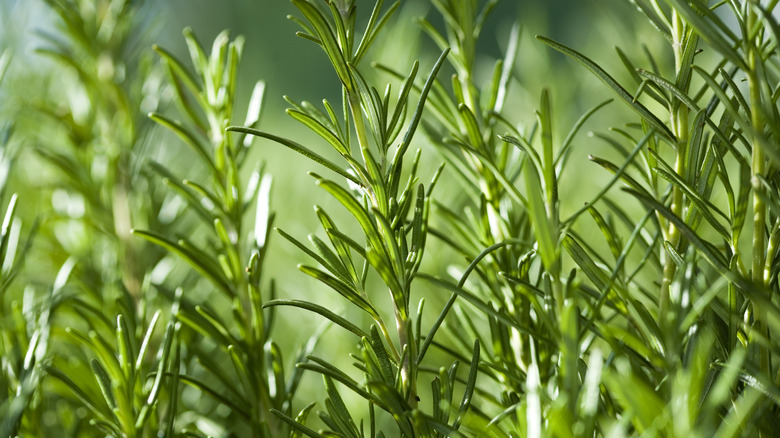 fresh rosemary