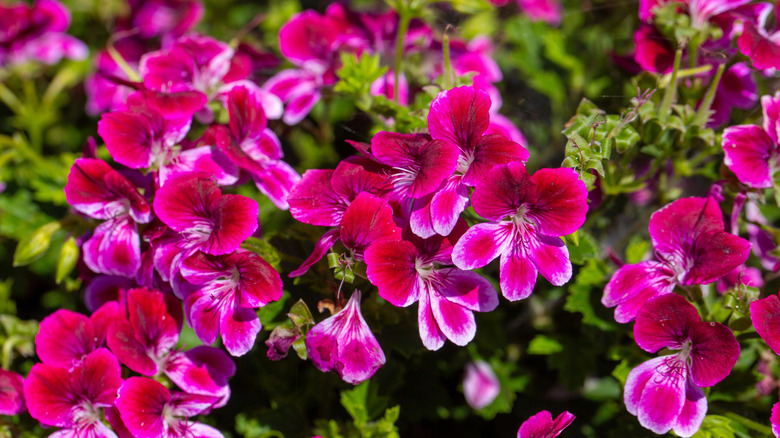 pink scented geranium flowers