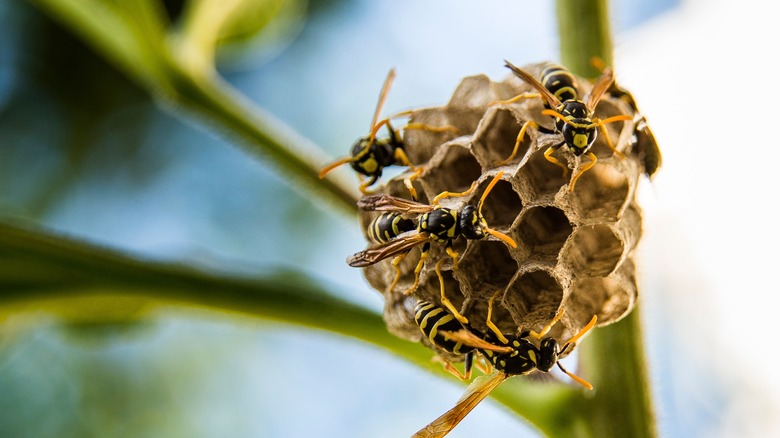 wasp nest on plant stem